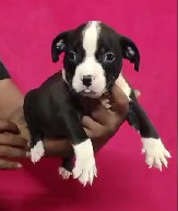 Buy Vaccinated Pitbull Puppy from Kolkata